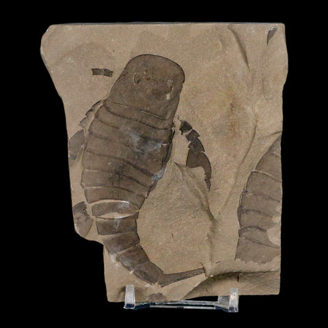 3.5" Eurypterus Sea Scorpion Fossil Eurypterid Silurian 420 Mil Yrs Old New York Stand - Fossil Age Minerals