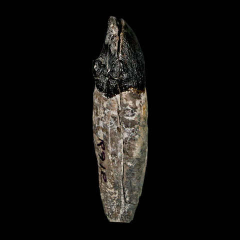 2.1" Coryphodon Fossil Tooth Willwood Formation Big Horn County Wyoming Stand