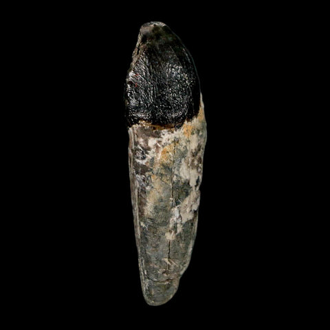 2.1" Coryphodon Fossil Tooth Willwood Formation Big Horn County Wyoming Stand