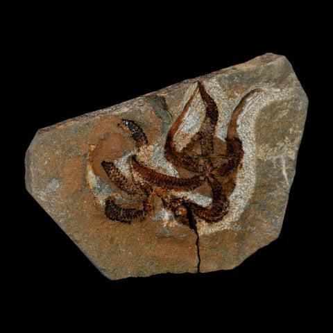 2.4" Brittlestar Ophiura Sp Starfish Fossil Ordovician Age Morocco COA - Fossil Age Minerals