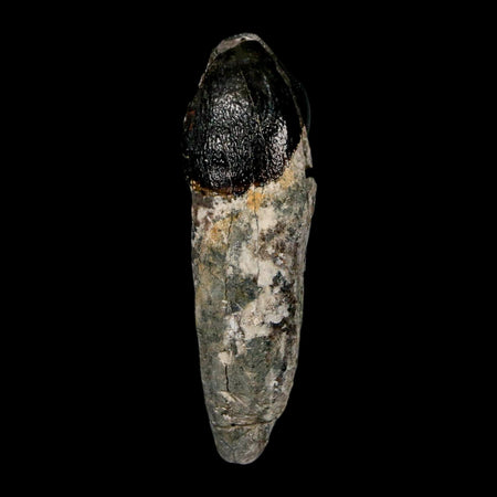 2.1" Coryphodon Fossil Tooth Willwood Formation Big Horn County Wyoming Stand
