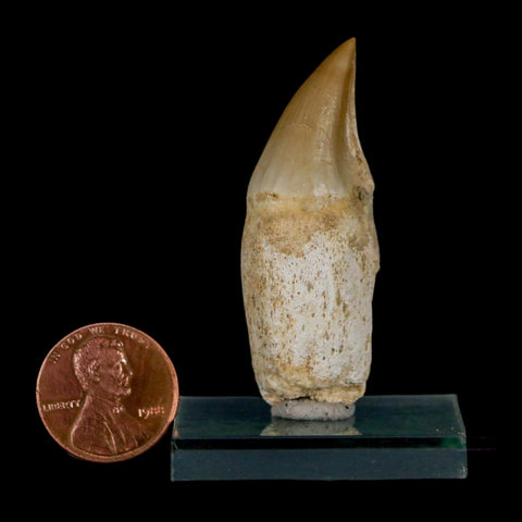 1.9" Mosasaur Eremiasaurus Fossil Tooth Rooted Cretaceous Dinosaur Era COA