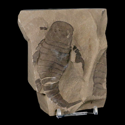 3.5" Eurypterus Sea Scorpion Fossil Eurypterid Silurian 420 Mil Yrs Old New York Stand - Fossil Age Minerals