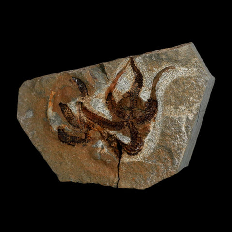 2.4" Brittlestar Ophiura Sp Starfish Fossil Ordovician Age Morocco COA - Fossil Age Minerals