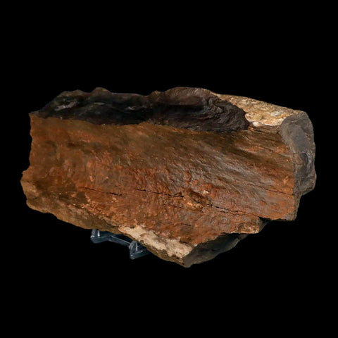 8.6" Tyrannosaurus Rex Fossil Limb Bone Dinosaur Hell Creek FM Montana COA Stand - Fossil Age Minerals
