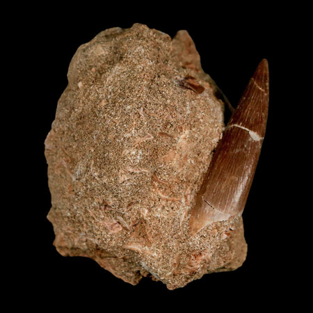 XL 2" Plesiosaur Zarafasaura Tooth Fossil In Matrix Cretaceous Dinosaur Era COA