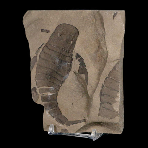 3.5" Eurypterus Sea Scorpion Fossil Eurypterid Silurian 420 Mil Yrs Old New York Stand - Fossil Age Minerals