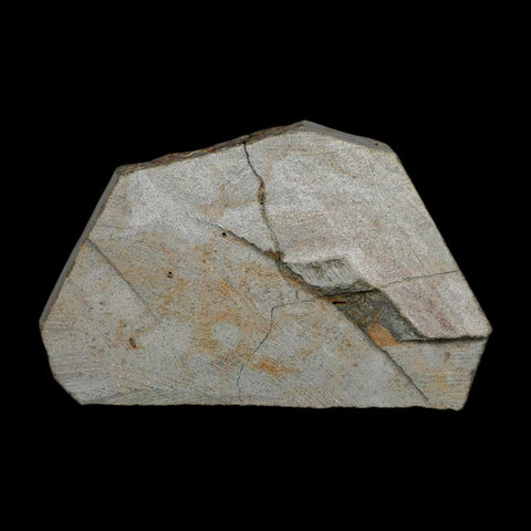 2.4" Brittlestar Ophiura Sp Starfish Fossil Ordovician Age Morocco COA - Fossil Age Minerals