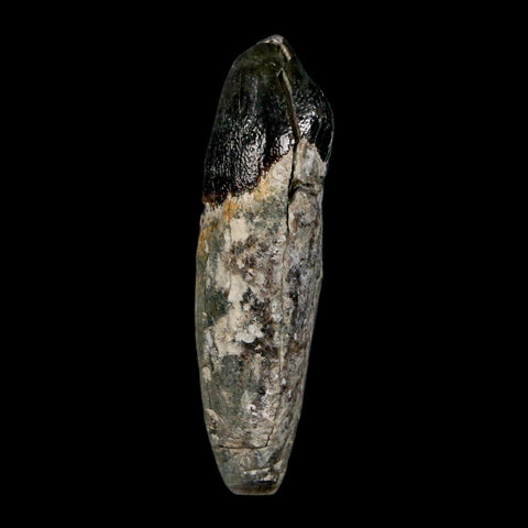 2.1" Coryphodon Fossil Tooth Willwood Formation Big Horn County Wyoming Stand