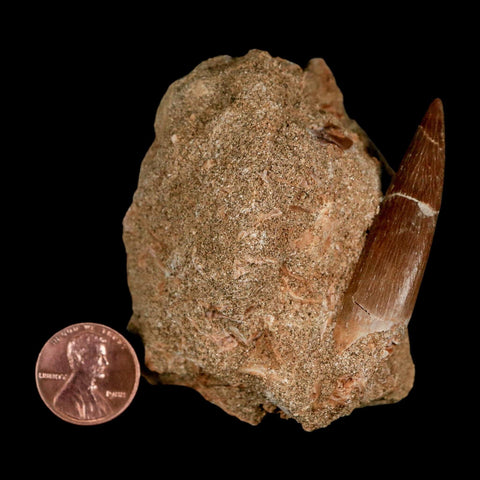 XL 2" Plesiosaur Zarafasaura Tooth Fossil In Matrix Cretaceous Dinosaur Era COA