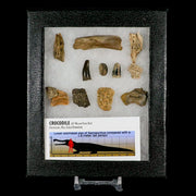 Crocodile Scute Armor Dermal Plates Teeth, Fossil Bones Dinosaur Age Hell Creek MT