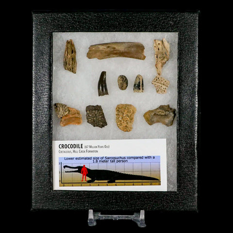 Crocodile Scute Armor Dermal Plates Teeth, Fossil Bones Dinosaur Age Hell Creek MT - Fossil Age Minerals