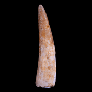 1.9" Pterosaur Coloborhynchus Fossil Tooth Upper Cretaceous Morocco COA, Stand