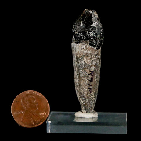 2.1" Coryphodon Fossil Tooth Willwood Formation Big Horn County Wyoming Stand