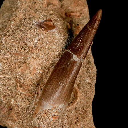 XL 2" Plesiosaur Zarafasaura Tooth Fossil In Matrix Cretaceous Dinosaur Era COA