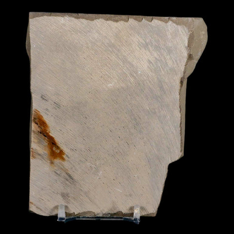 3.5" Eurypterus Sea Scorpion Fossil Eurypterid Silurian 420 Mil Yrs Old New York Stand - Fossil Age Minerals