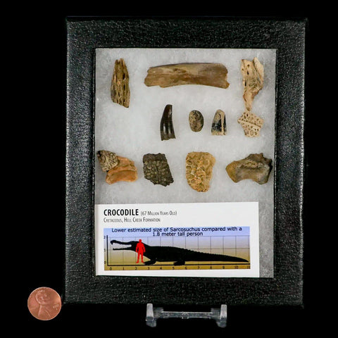 Crocodile Scute Armor Dermal Plates Teeth, Fossil Bones Dinosaur Age Hell Creek MT - Fossil Age Minerals