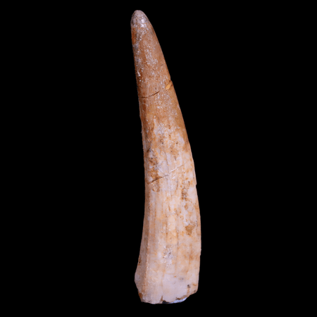 1.9" Pterosaur Coloborhynchus Fossil Tooth Upper Cretaceous Morocco COA, Stand