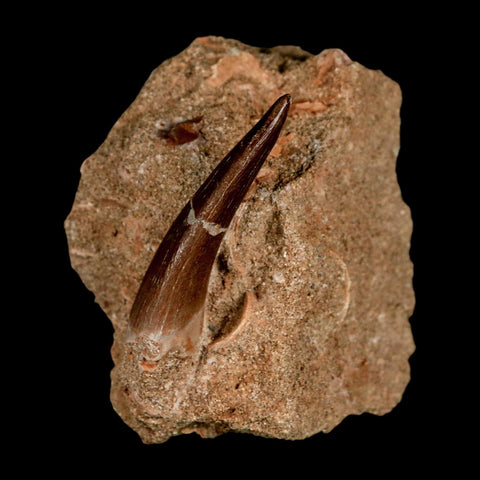 XL 2" Plesiosaur Zarafasaura Tooth Fossil In Matrix Cretaceous Dinosaur Era COA