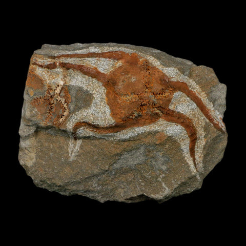 2.8" Brittlestar Ophiura Sp Starfish Fossil Ordovician Age Morocco COA - Fossil Age Minerals