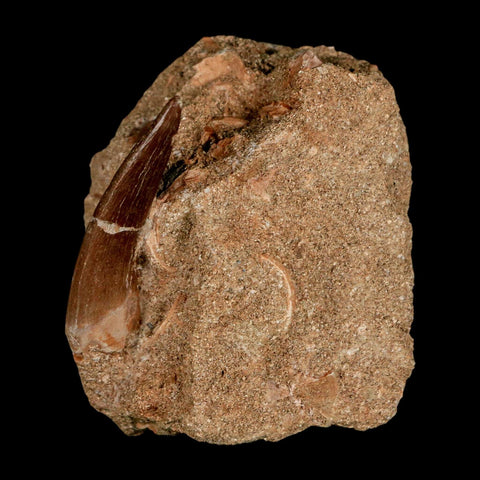 XL 2" Plesiosaur Zarafasaura Tooth Fossil In Matrix Cretaceous Dinosaur Era COA