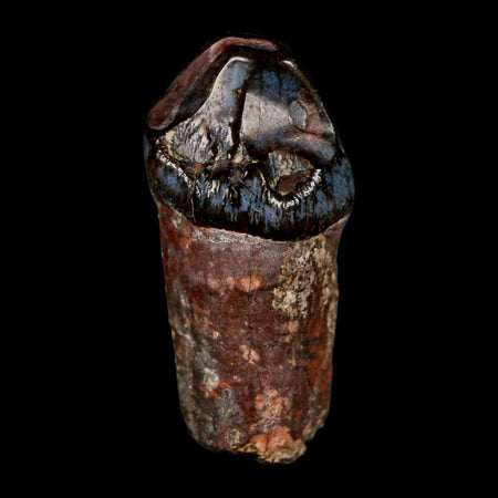 1.6" Coryphodon Fossil Tooth Willwood Formation Big Horn County Wyoming Stand