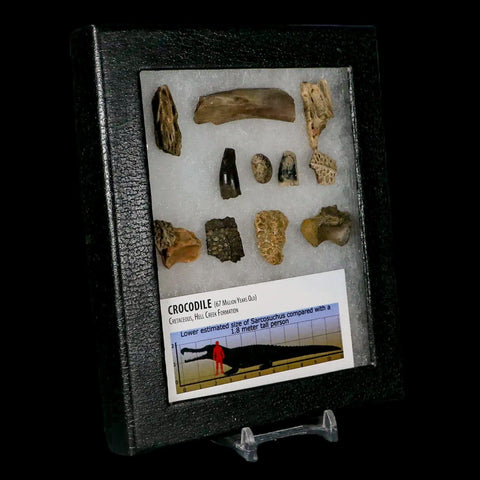 Crocodile Scute Armor Dermal Plates Teeth, Fossil Bones Dinosaur Age Hell Creek MT - Fossil Age Minerals