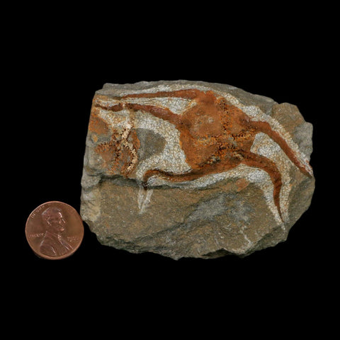 2.8" Brittlestar Ophiura Sp Starfish Fossil Ordovician Age Morocco COA - Fossil Age Minerals