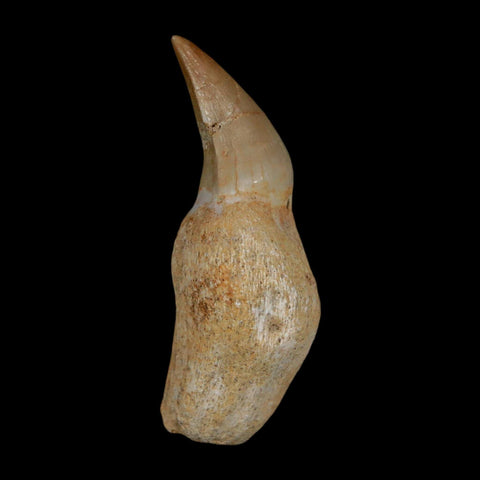 1.7" Mosasaur Eremiasaurus Fossil Tooth Rooted Cretaceous Dinosaur Era COA