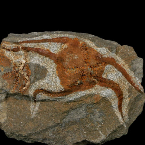 2.8" Brittlestar Ophiura Sp Starfish Fossil Ordovician Age Morocco COA - Fossil Age Minerals