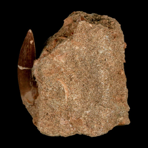 XL 2" Plesiosaur Zarafasaura Tooth Fossil In Matrix Cretaceous Dinosaur Era COA