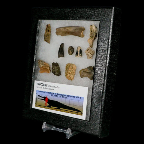 Crocodile Scute Armor Dermal Plates Teeth, Fossil Bones Dinosaur Age Hell Creek MT - Fossil Age Minerals