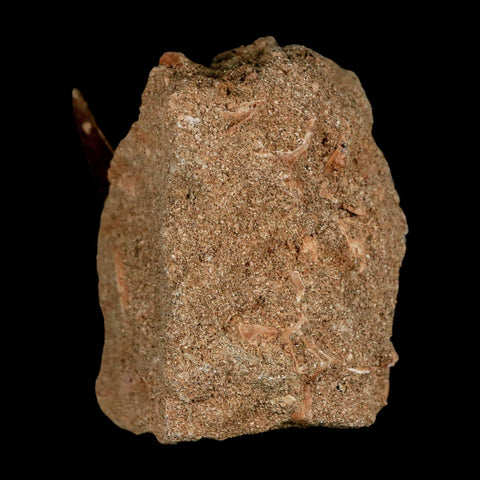 XL 2" Plesiosaur Zarafasaura Tooth Fossil In Matrix Cretaceous Dinosaur Era COA