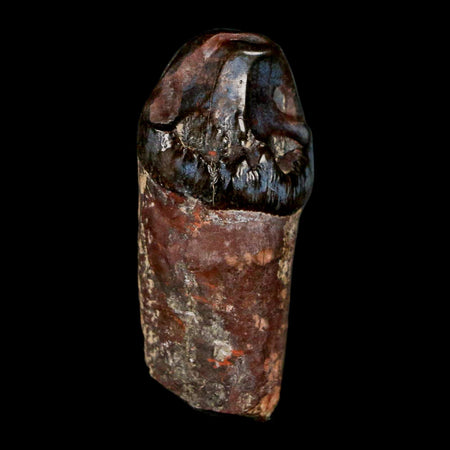 1.6" Coryphodon Fossil Tooth Willwood Formation Big Horn County Wyoming Stand