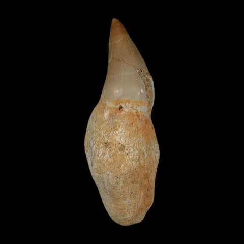 1.7" Mosasaur Eremiasaurus Fossil Tooth Rooted Cretaceous Dinosaur Era COA