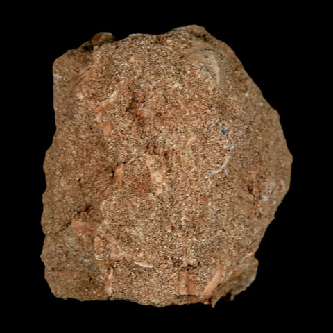 XL 2" Plesiosaur Zarafasaura Tooth Fossil In Matrix Cretaceous Dinosaur Era COA