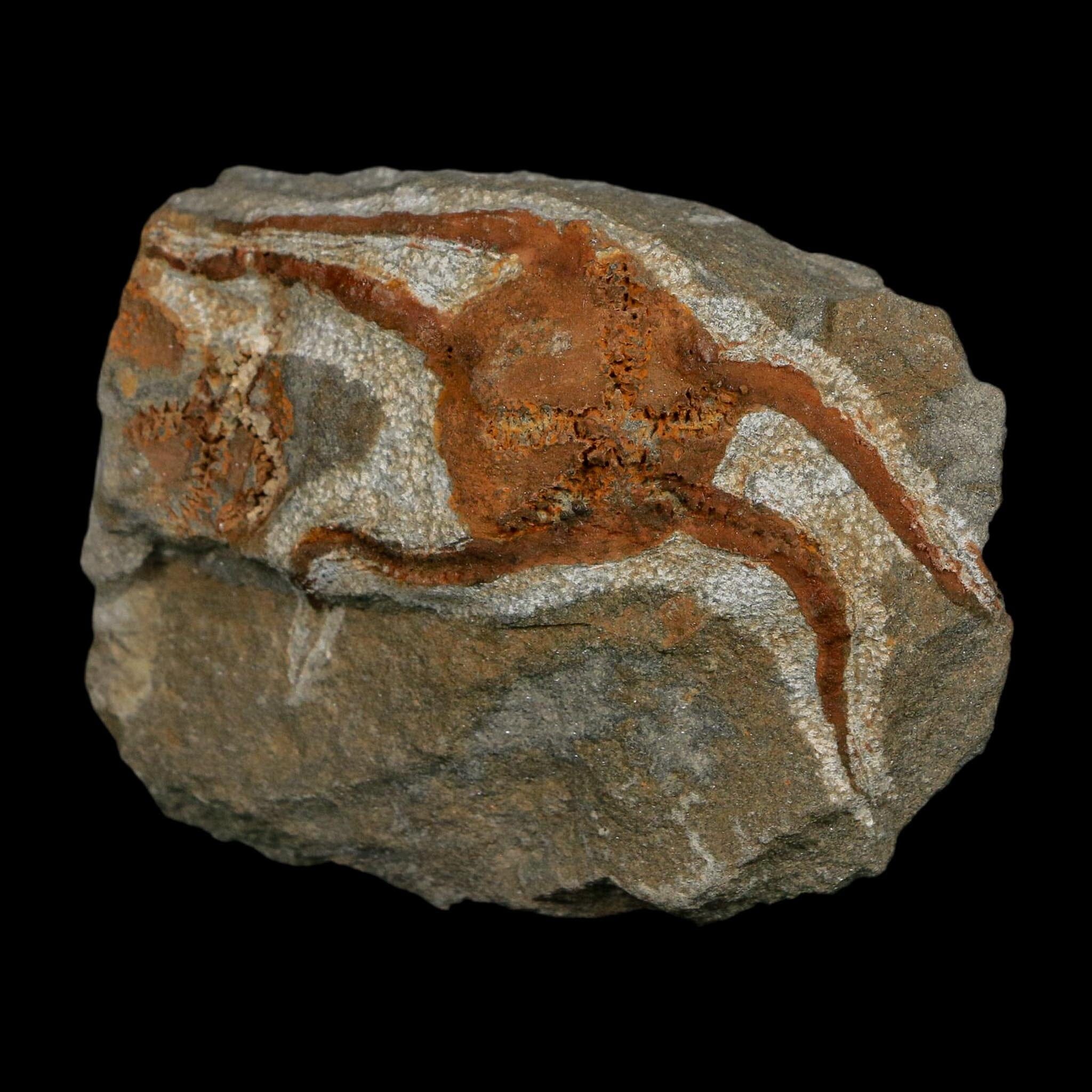 2.8" Brittlestar Ophiura Sp Starfish Fossil Ordovician Age Morocco COA - Fossil Age Minerals