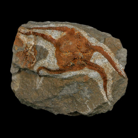 2.8" Brittlestar Ophiura Sp Starfish Fossil Ordovician Age Morocco COA - Fossil Age Minerals