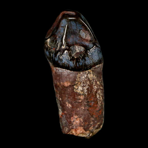 1.6" Coryphodon Fossil Tooth Willwood Formation Big Horn County Wyoming Stand