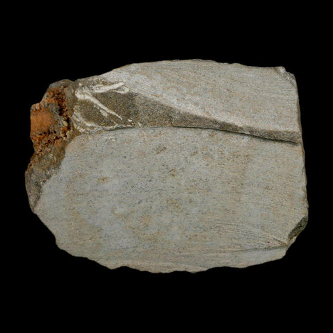 2.8" Brittlestar Ophiura Sp Starfish Fossil Ordovician Age Morocco COA - Fossil Age Minerals