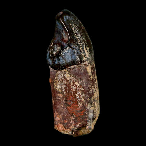 1.6" Coryphodon Fossil Tooth Willwood Formation Big Horn County Wyoming Stand