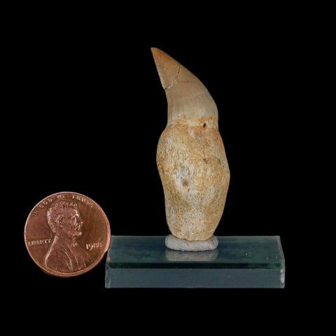 1.7" Mosasaur Eremiasaurus Fossil Tooth Rooted Cretaceous Dinosaur Era COA