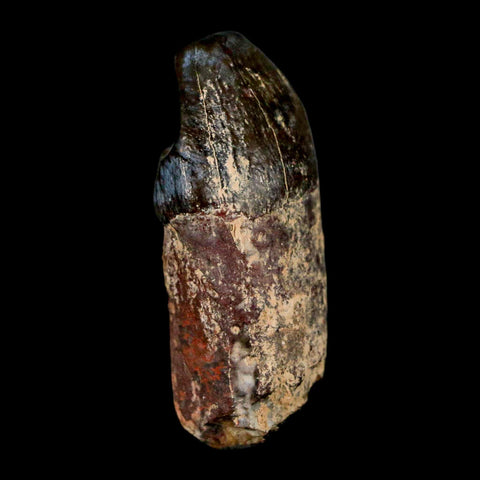 1.6" Coryphodon Fossil Tooth Willwood Formation Big Horn County Wyoming Stand