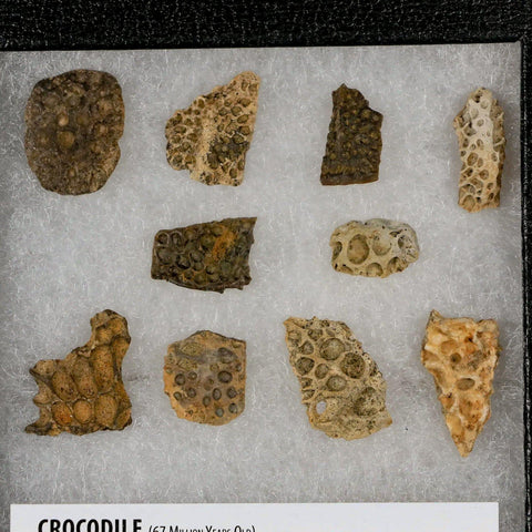 Crocodile Scute Armor Dermal Plates Dinosaur Age Hell Creek FM Montana Display - Fossil Age Minerals
