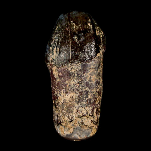 1.6" Coryphodon Fossil Tooth Willwood Formation Big Horn County Wyoming Stand