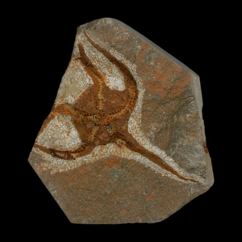 2.4" Brittlestar Ophiura Sp Starfish Fossil Ordovician Age Morocco COA - Fossil Age Minerals