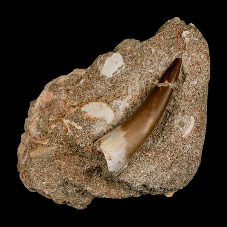 1.7" Plesiosaur Zarafasaura Tooth Fossil In Matrix Cretaceous Dinosaur Era COA