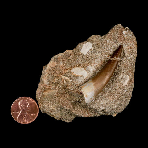 1.7" Plesiosaur Zarafasaura Tooth Fossil In Matrix Cretaceous Dinosaur Era COA