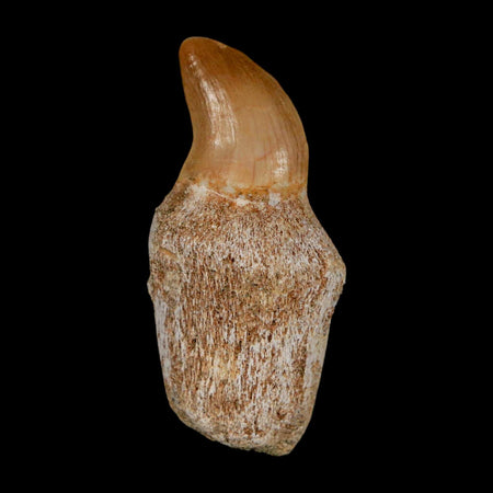 1.4" Halisaurus Walkeri Mosasaur Fossil Tooth Rooted Cretaceous Dinosaur Era COA