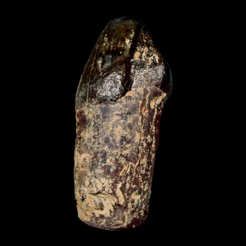 1.6" Coryphodon Fossil Tooth Willwood Formation Big Horn County Wyoming Stand